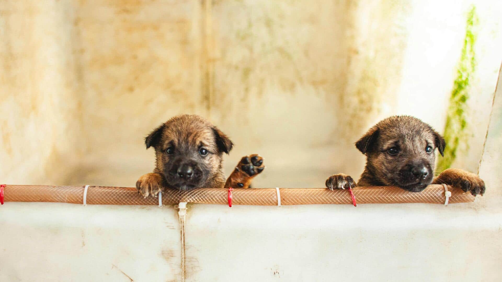 पिल्ले को नहलाने के लिए अपनाएं ये तरीका, रहेगा आसान और मजेदार