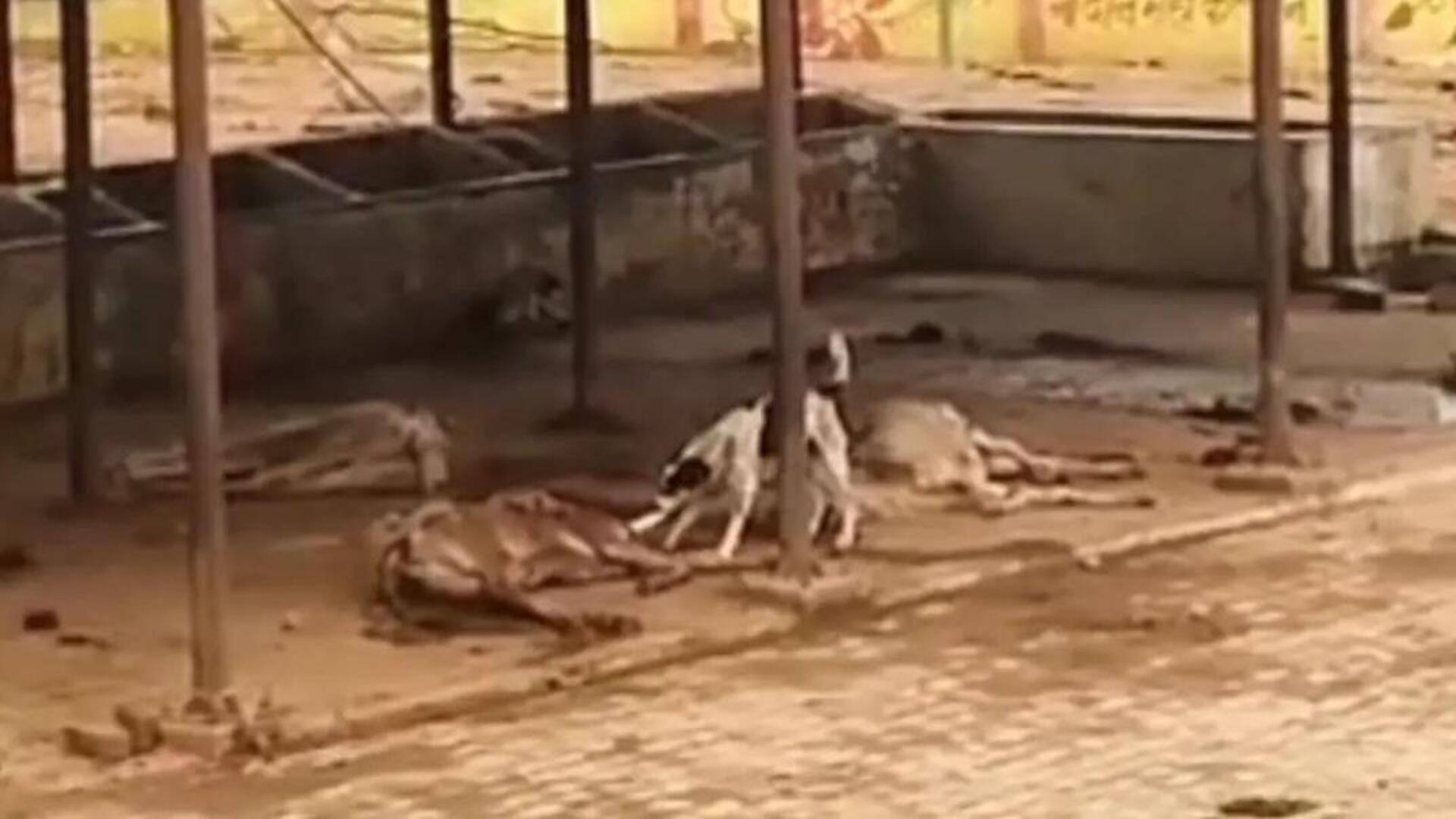 उत्तर प्रदेश: इटावा में गोशाला में लापरवाही, कुत्ते ने मृत गायों को नोंच-नोंच कर खाया