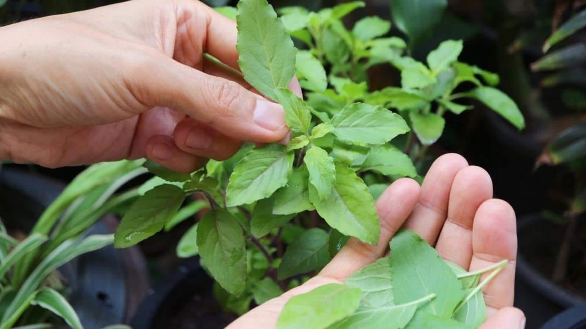 टूथपेस्ट के तौर पर इस्तेमाल कर सकते हैं ये 5 प्राकृतिक विकल्प