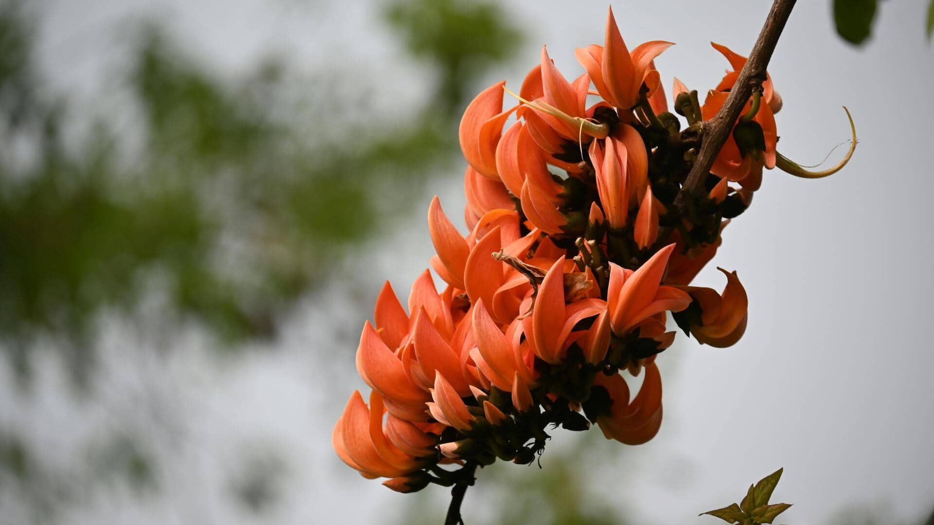 पलाश के फूलों का खान-पान में भी होता है इस्तेमाल, इससे बनाएं ये 5 लजीज व्यंजन