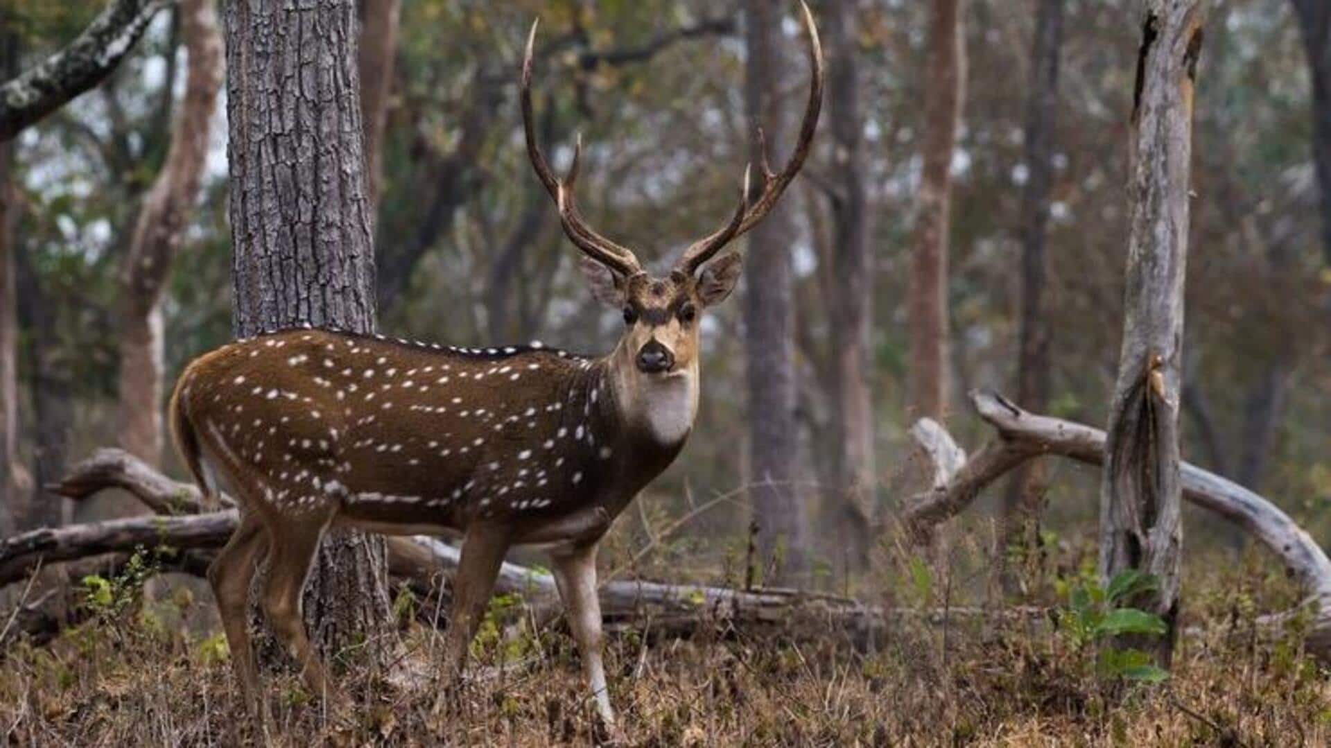हिरणों को देखने के लिए बेहतरीन हैं ये 5 जगहें, एक बार जरूर जाएं हिरणों को देखने के लिए बेहतरीन हैं ये 5 जगहें, एक बार जरूर जाएं