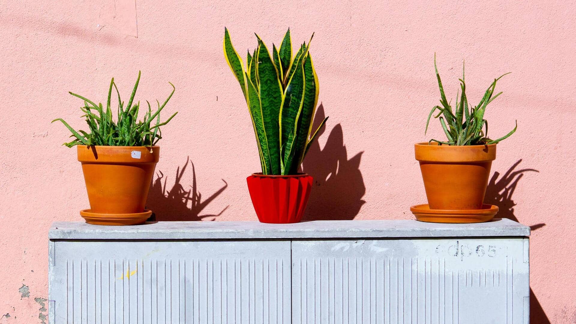 सर्दियों में ठंडी हवा से पौधों को सुरक्षित रखने के लिए अपनाएं ये तरीके