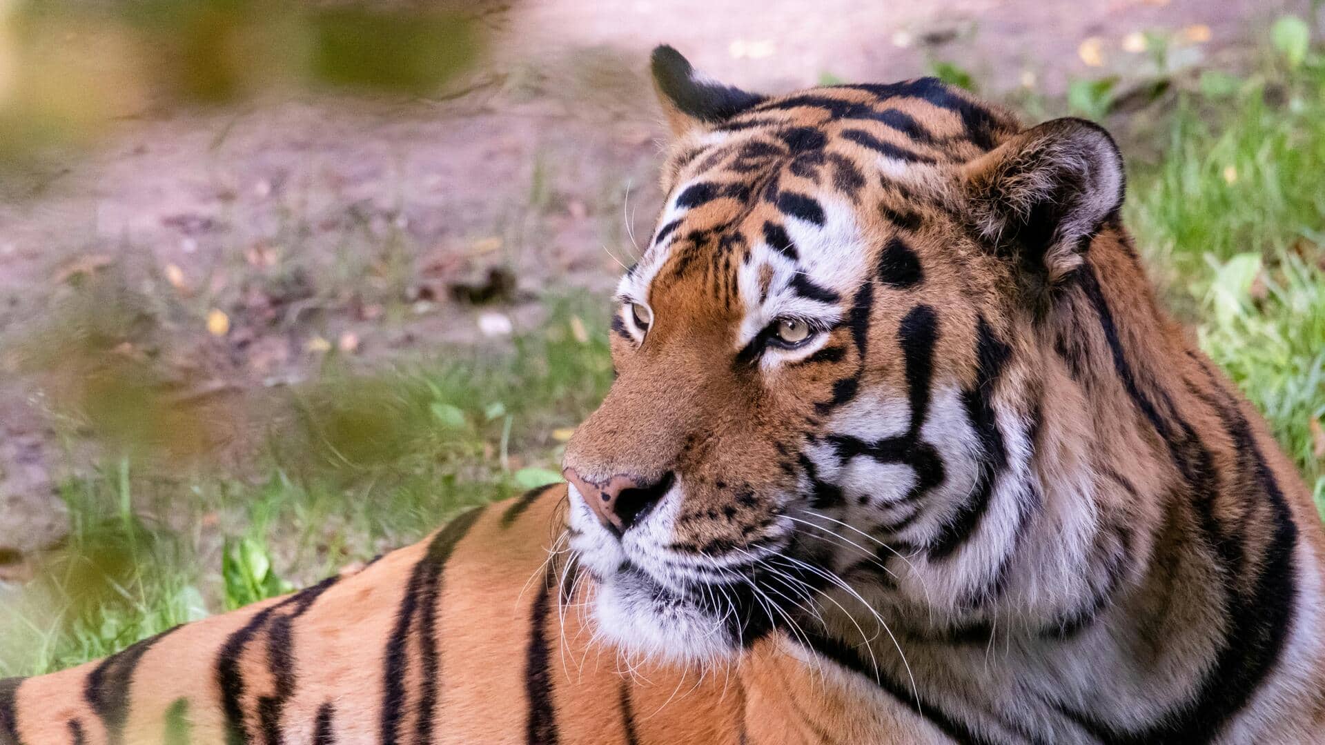 भारत को वन्यजीवों की माना जाता है समृद्ध भूमि, जानिए 5 कारण