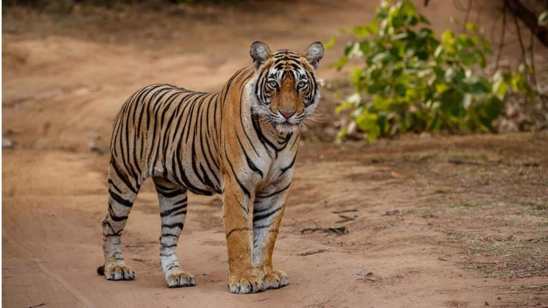 पश्चिम बंगाल में स्थित सुंदरबन है एक बेहतरीन पर्यटन स्थल, इन 5 चीजों का उठाएं लुत्फ