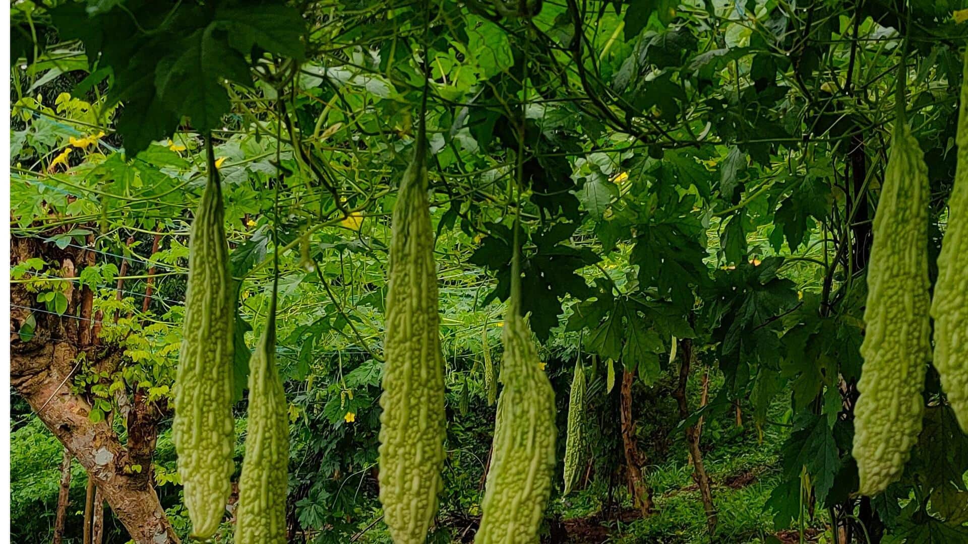 बालकनी में एक गमले में बीजों से उगाएं करेला, आसान है तरीका