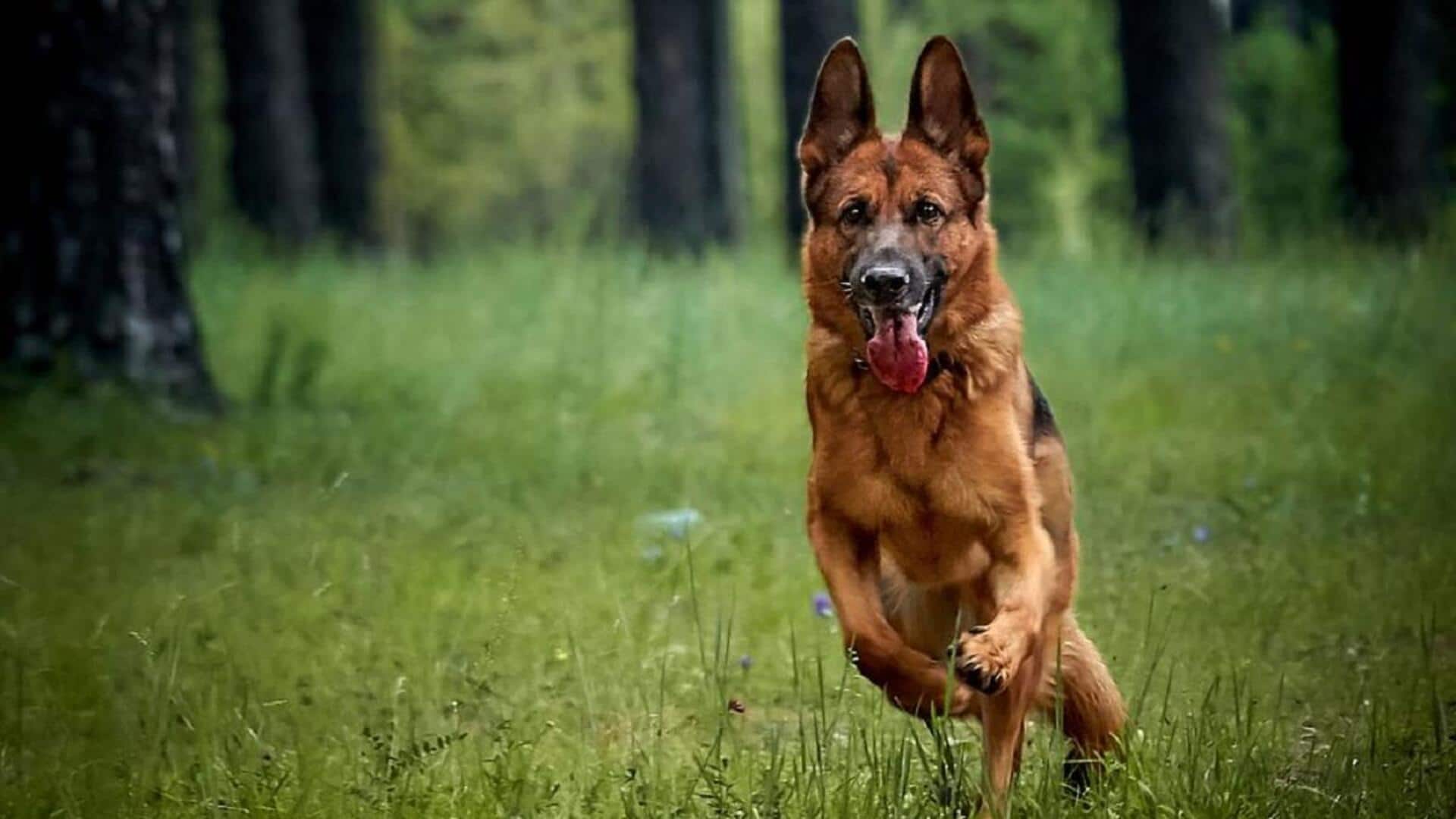 जर्मन शेफर्ड कुत्ते को क्यों माना जाता है बच्चों के लिए बेहतरीन विकल्प? जानिए