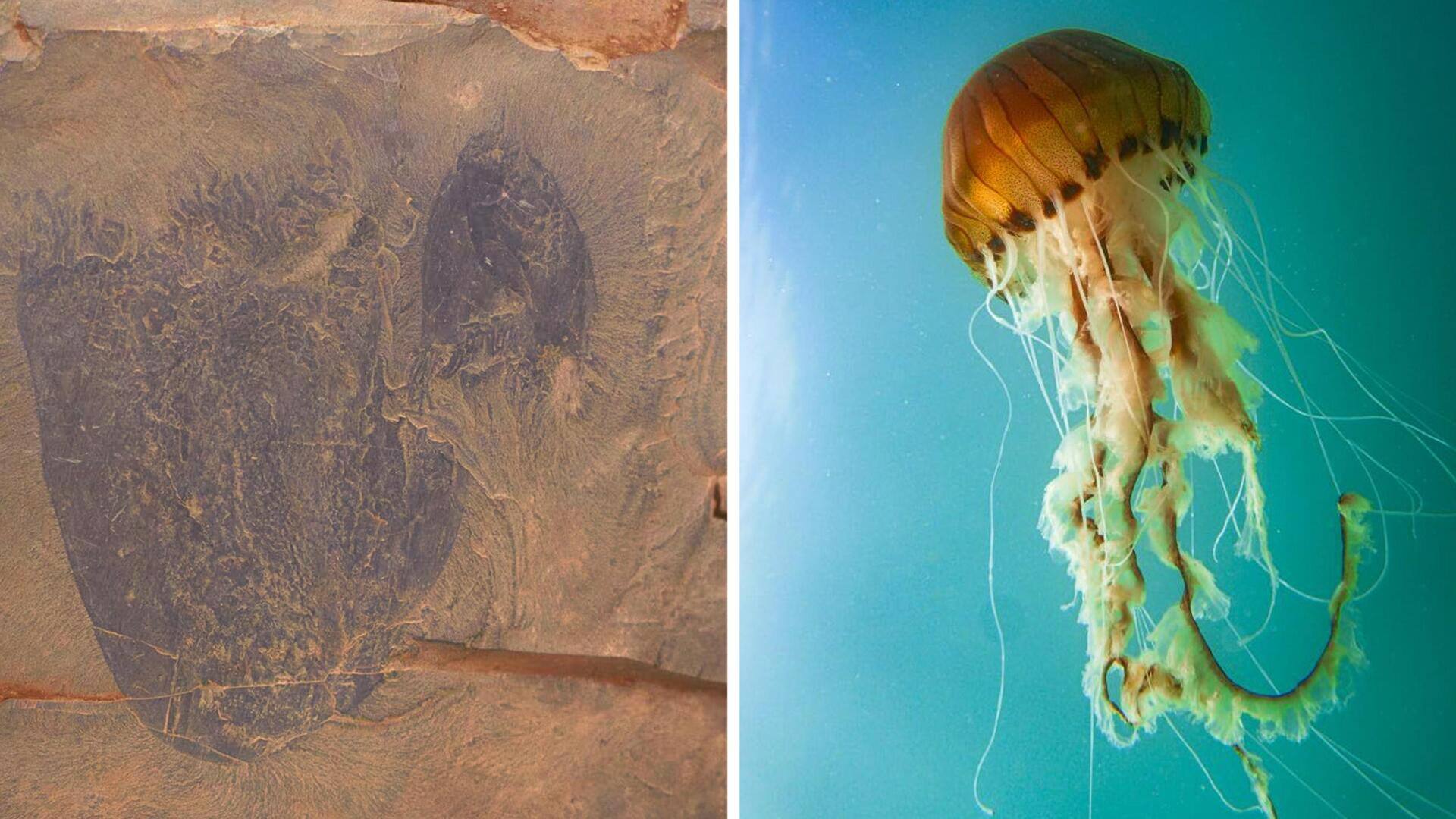 कनाडा: वैज्ञानिकों को मिले 50 करोड़ साल पुराने जेलिफिश जीवाश्म  