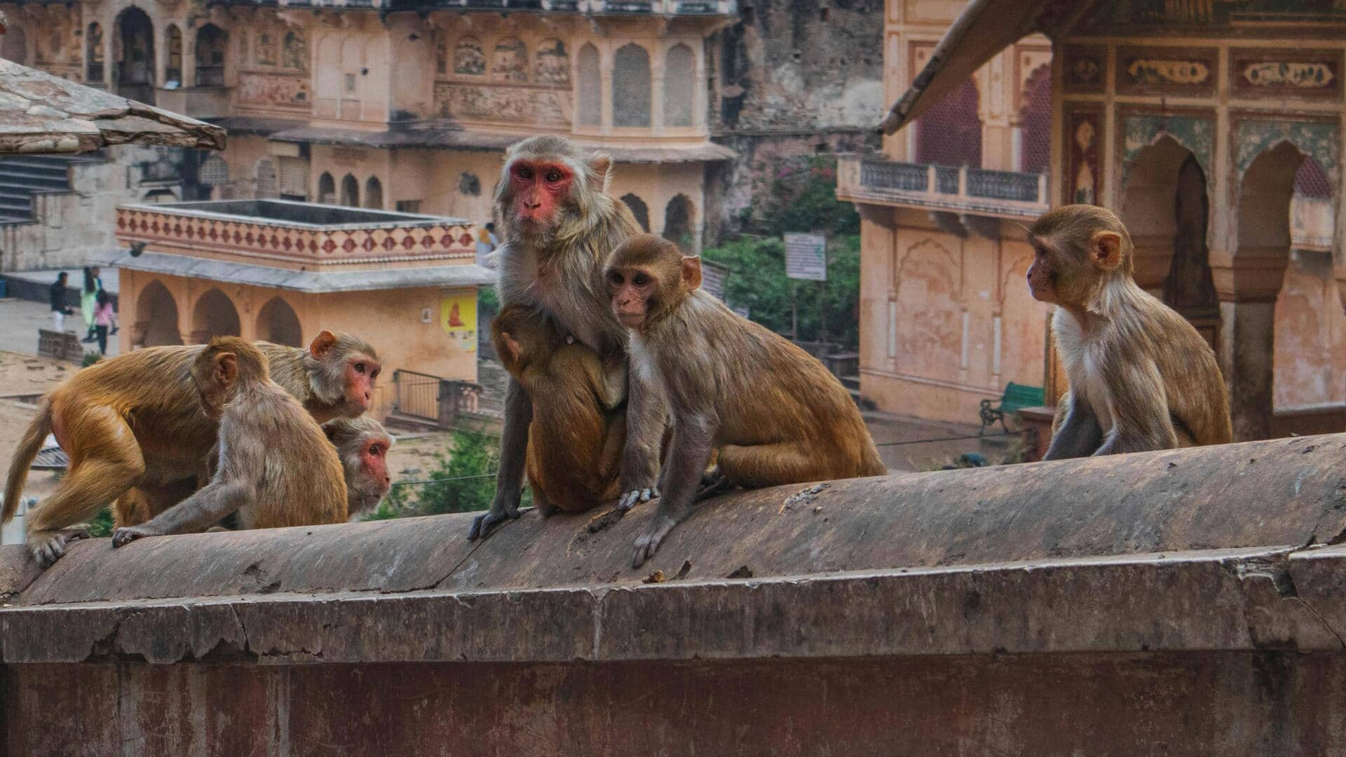 इंसानों की तरह बंदरों को भी होता है अपने दोस्तों के वीडियो देखने का शौक- अध्ययन