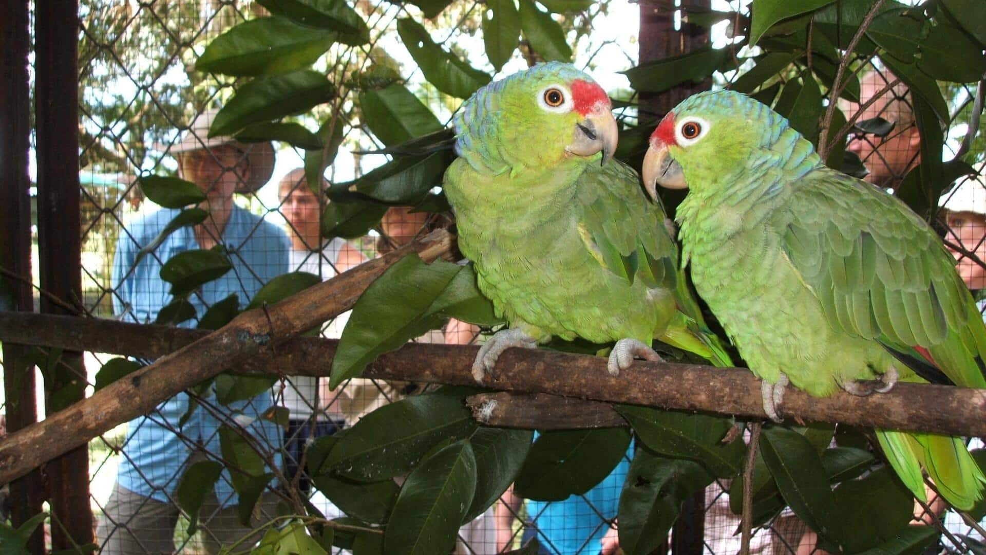 कोस्टा रिका के 5 वन्यजीव अभयारण्य, जहां देखी जा सकती है अनोखी वनस्पतियां और जीव-जंतु