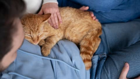 गोद में सोना पसंद करती है आपकी बिल्ली? जानिए इसके 5 संभावित कारण