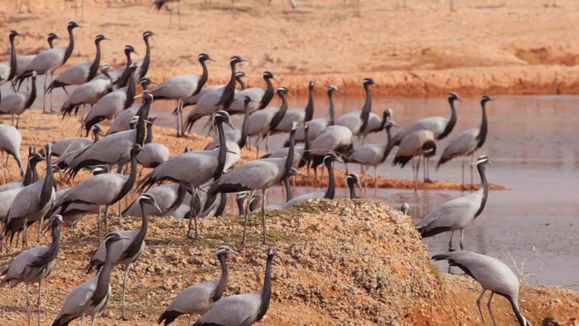 राजस्थान का खूबसूरत गांव है खीचन, यहां की यात्रा के दौरान आजमाएं ये 5 गतिविधियां