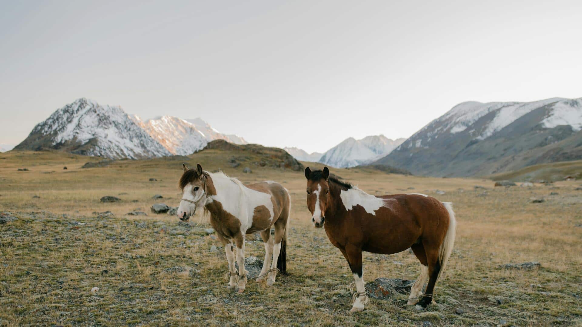 मंगोलिया की यात्रा के दौरान इन 5 गतिविधियों को अपनी यात्रा का बनाएं हिस्सा, आएगा आनंद