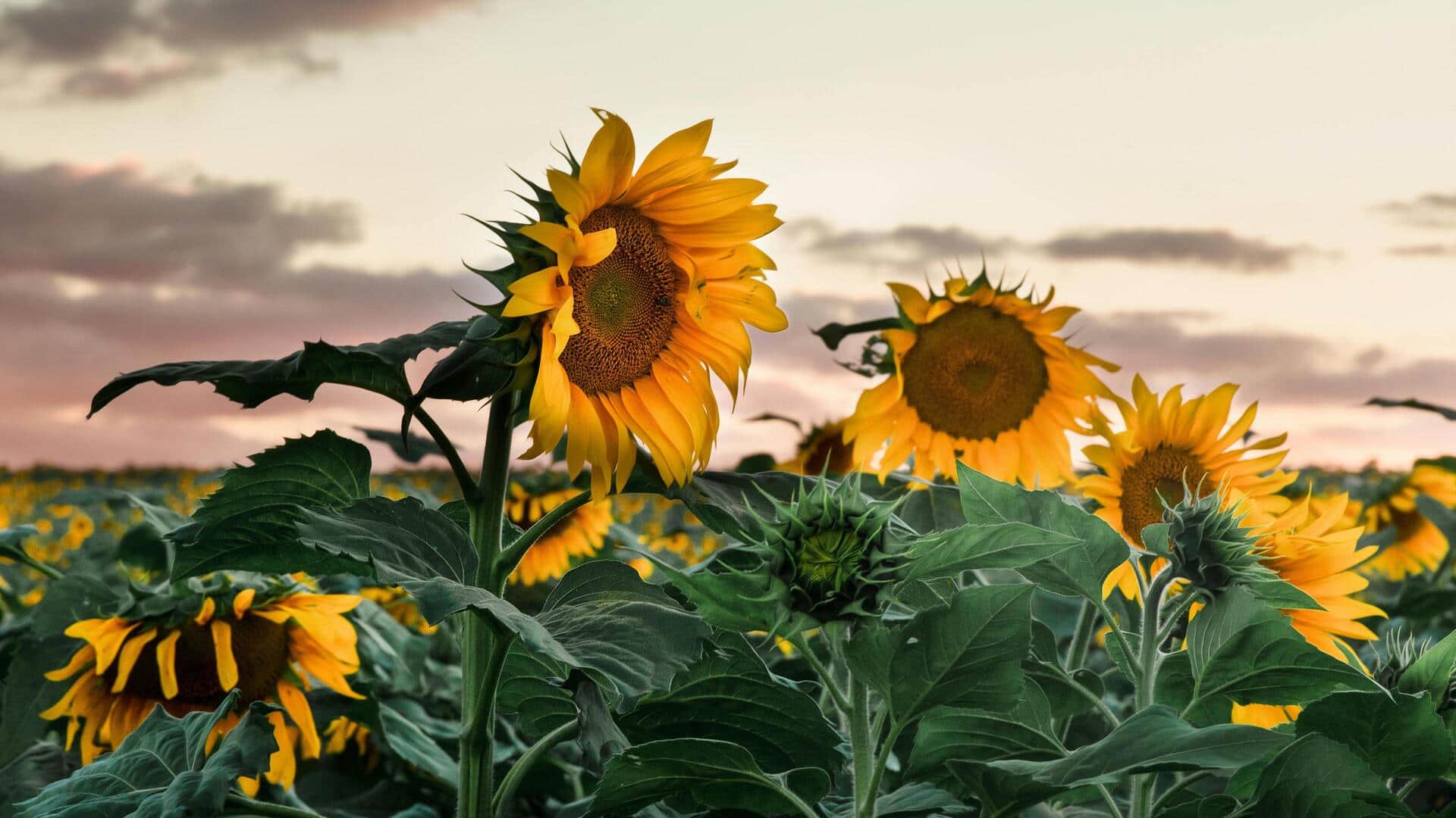 फरवरी के महीने में अपने बागीचे में लगाएं ये 4 तरह के फूल, घर लगेगा खूबसूरत 