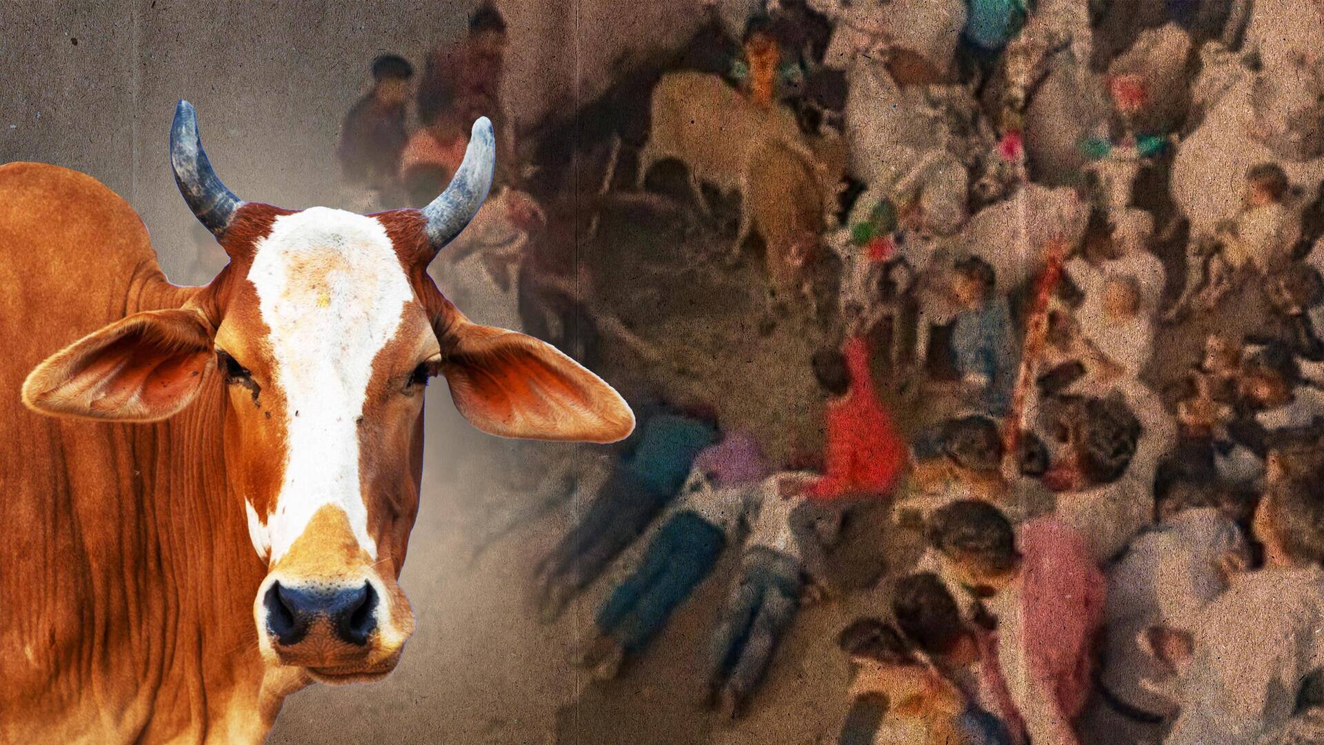 मध्य प्रदेश में अनोखी परंपरा, दिवाली के अगले दिन गायों से खुद को कुचलवाते हैं लोग