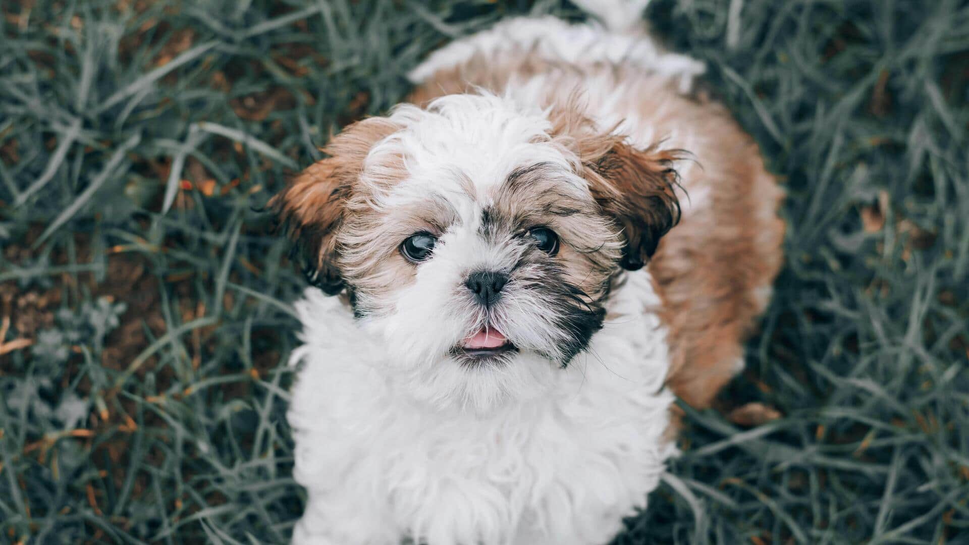 टेडी बियर की तरह दिखते हैं इन 5 नस्लों वाले कुत्ते, जानिए इनकी खास बातें