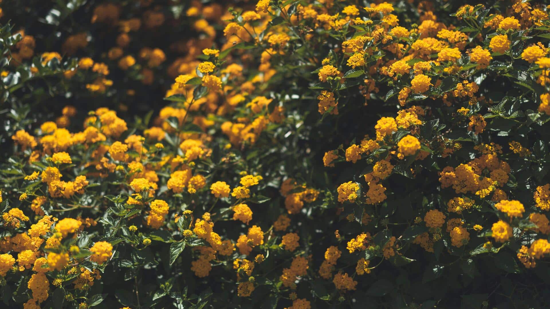 घर को कीड़ों-मकौड़ों से रख सकते हैं दूर, इन 5 पौधों को घर में लगाएं