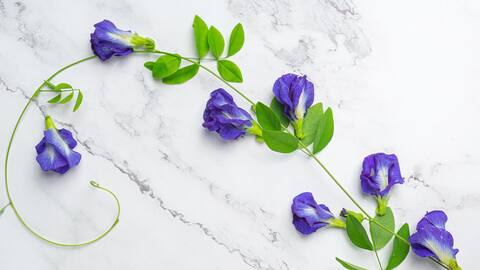 खान-पान में इस्तेमाल किए जा सकते हैं ये 5 सुंदर फूल, जाने इनसे बनने वाले व्यंजन 