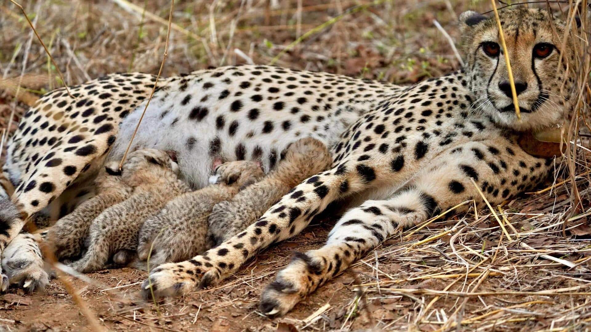 कूनो में नामीबियाई चीता ने तीसरी बार 5 शावकों को जन्म दिया, अब 53 हुई संख्या