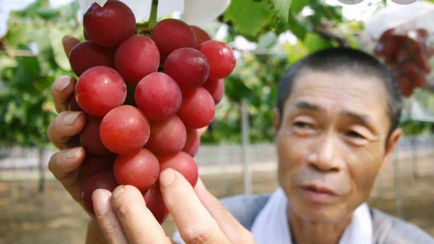 जापान में होती है दुनिया के सबसे महंगे अंगूर की पैदावार, 9 लाख रुपये है कीमत