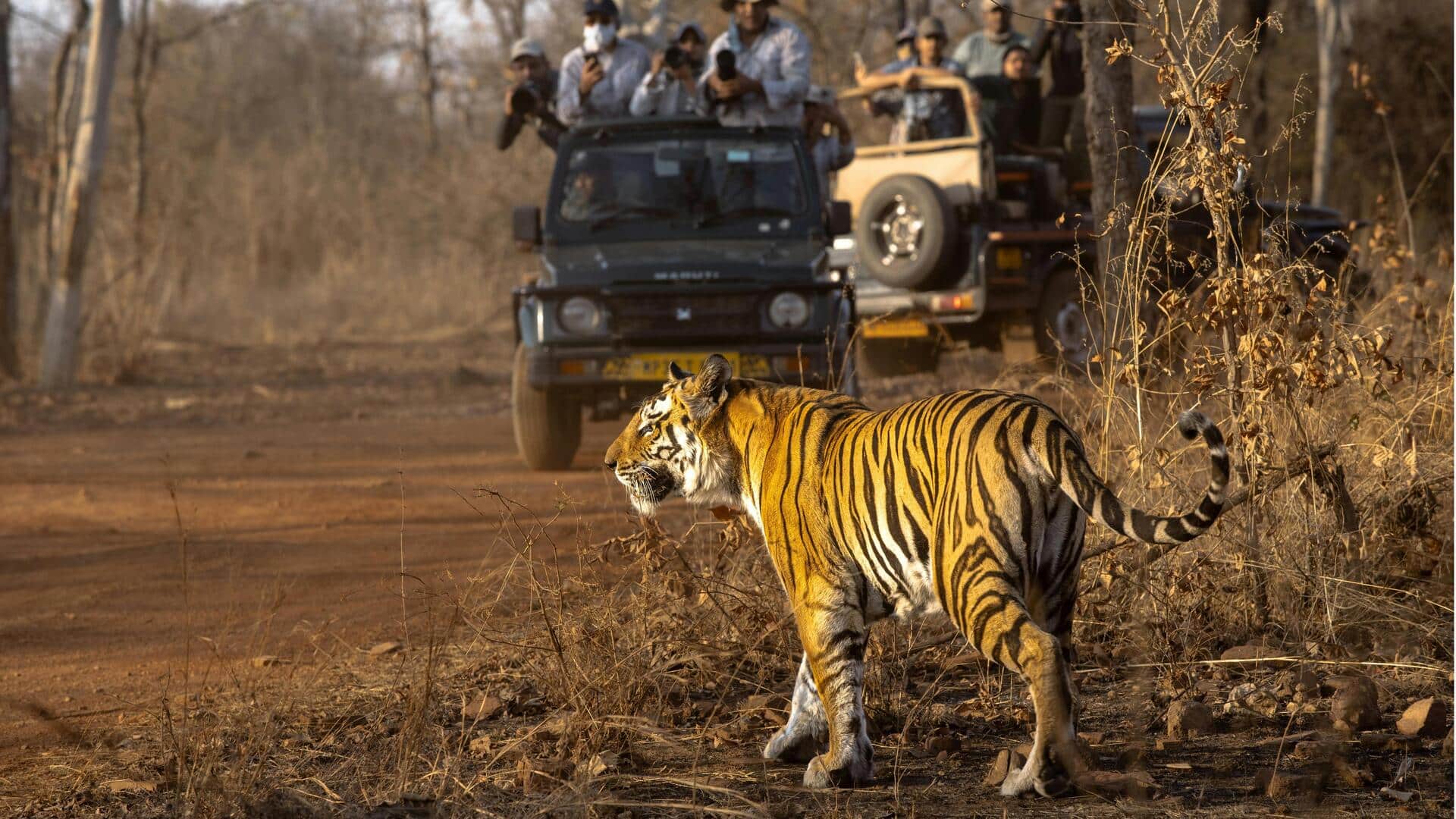 भारत की इन 5 जगहों पर जाकर जरूर आजमाएं वन्यजीव सफारी, मिलेगा रोमांचक अनुभव
