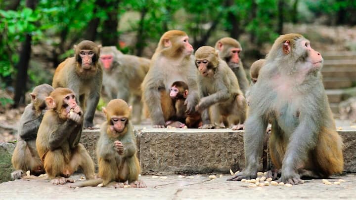 बंदरों में होती हैं कई अद्भुत प्रतिभाएं, जानिए उनसे जुड़े रोचक तथ्य