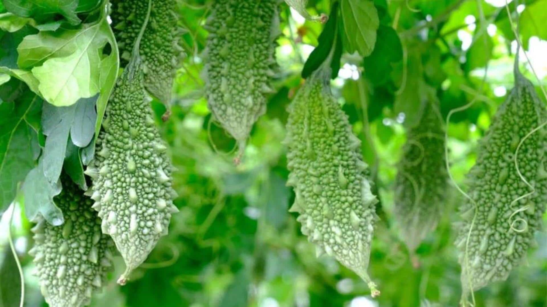 करेले के पत्तों से बनाए जा सकते हैं ये स्वादिष्ट व्यंजन, जानिए आसान रेसिपी