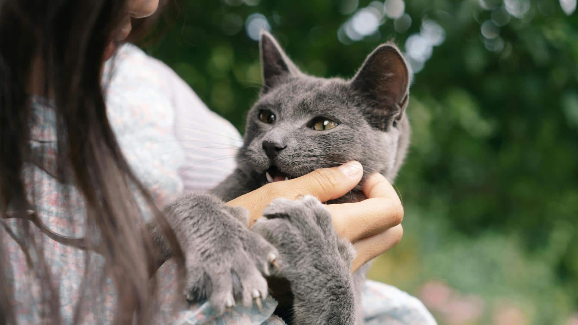 गर्भवती बिल्ली का पालन-पोषण करते समय अपनाएं ये 5 तरीके, रहेगी स्वस्थ