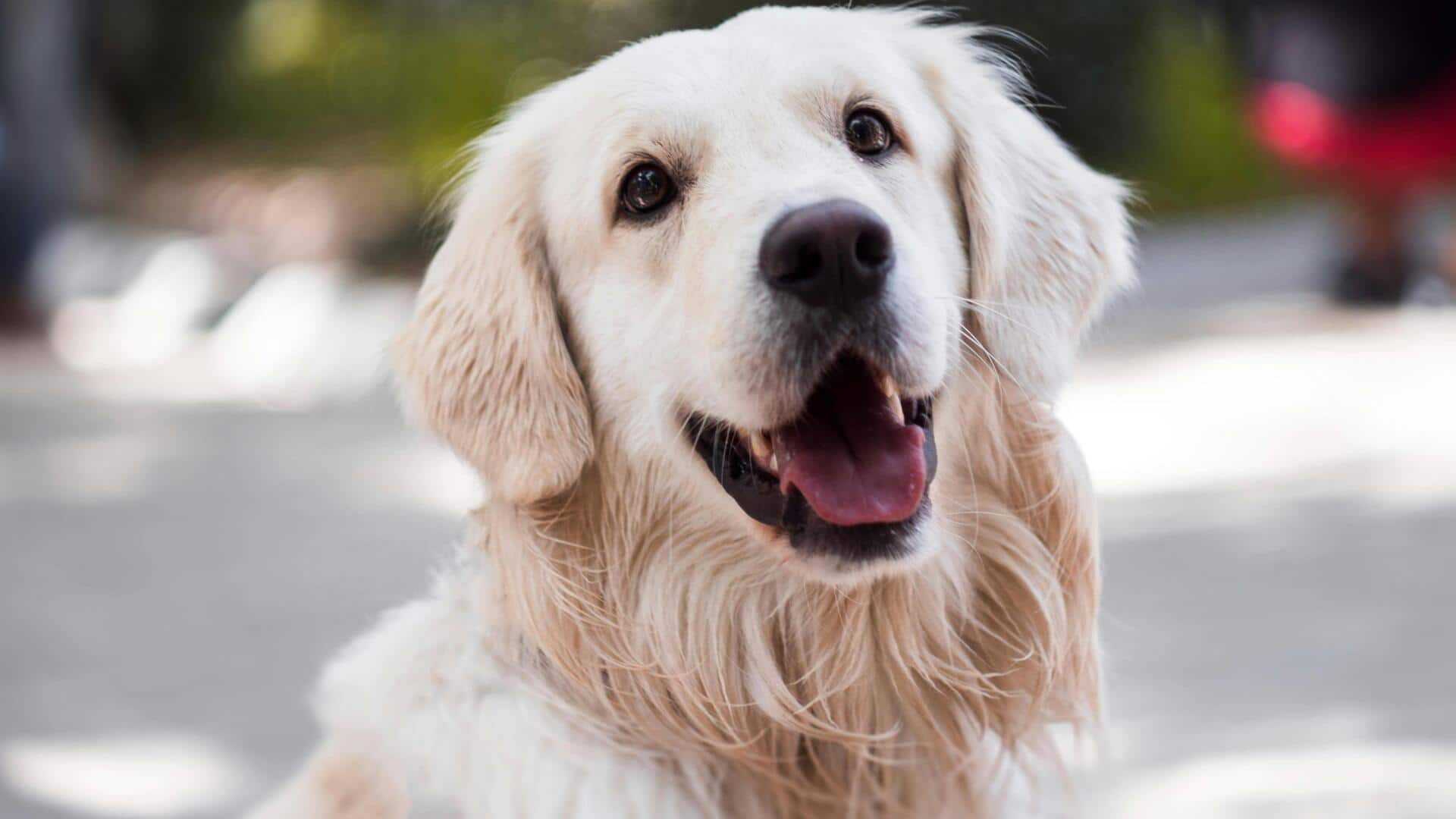 कुत्ते के व्यवहार को सुधारने के लिए अपनाएं ये 5 तरीके, होगा फायदा