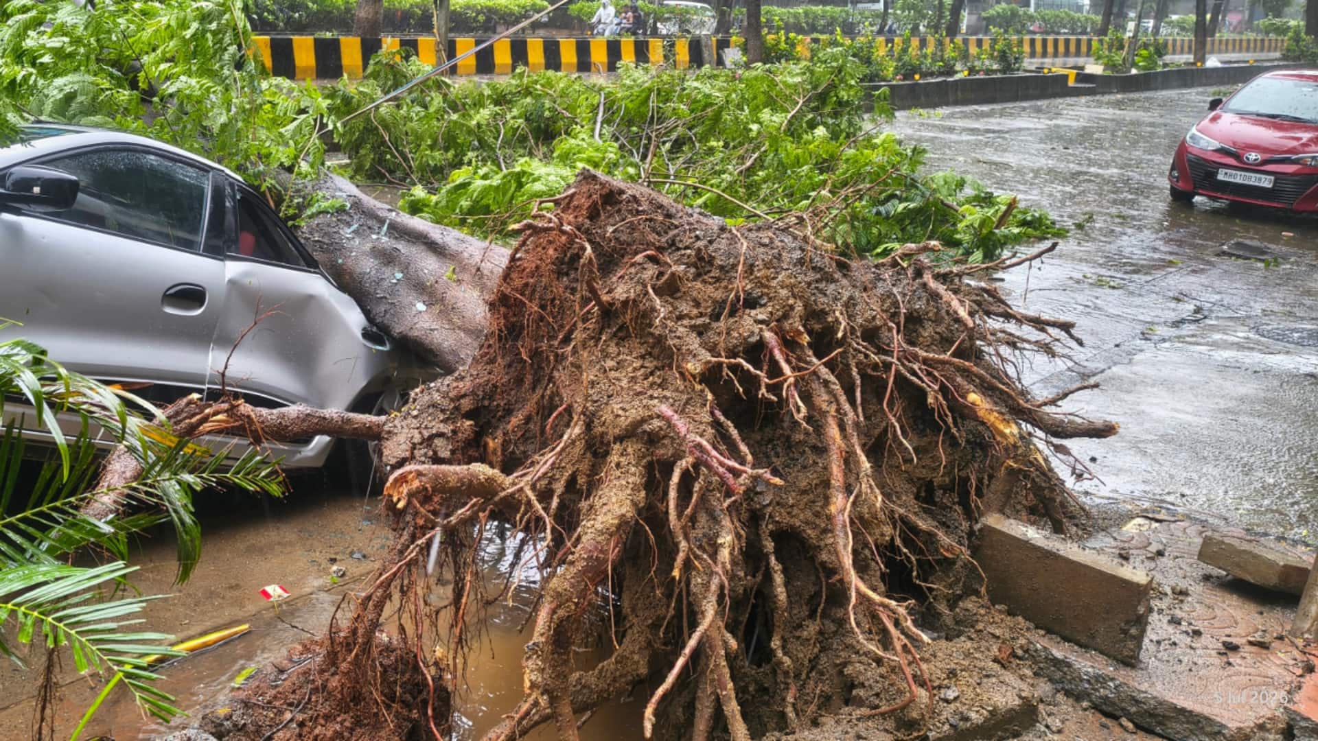 मुंबई में भारी बारिश के चलते पेड़ गिरा, 63 वर्षीय शख्स की मौत