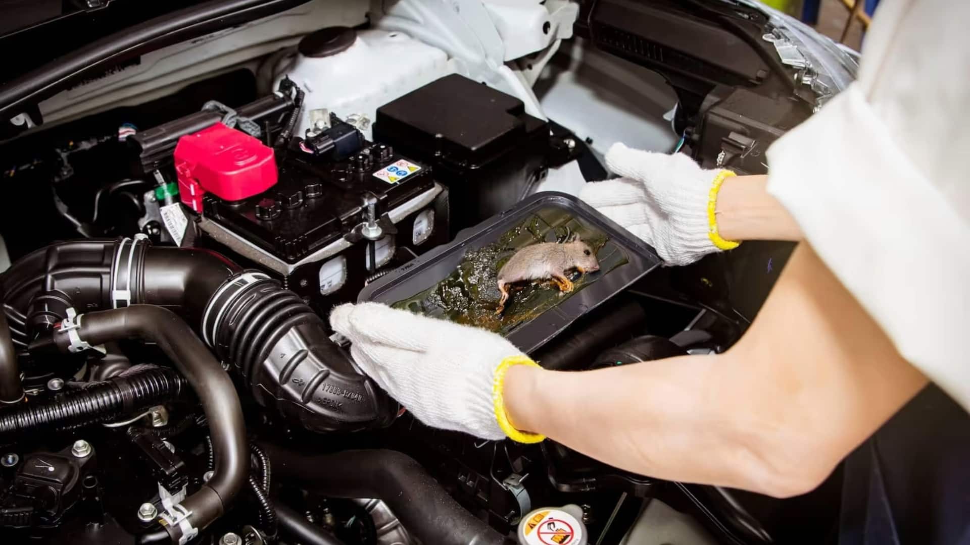 सर्दियों में बढ़ सकता है कार में चूहों का आतकं, इन तरीकों से भगाएं दूर 