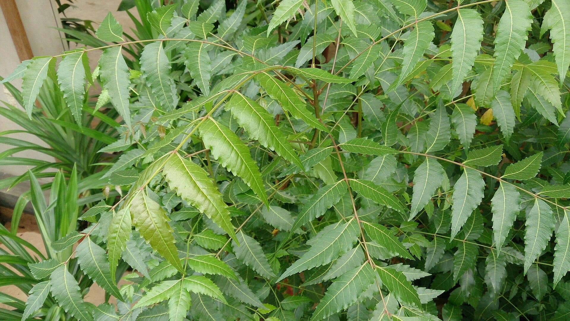 त्वचा और बालों की समस्याओं का इलाज कर सकता है नीम, ऐसे करें इस्तेमाल त्वचा और बालों की समस्याओं का इलाज कर सकता है नीम, ऐसे करें इस्तेमाल