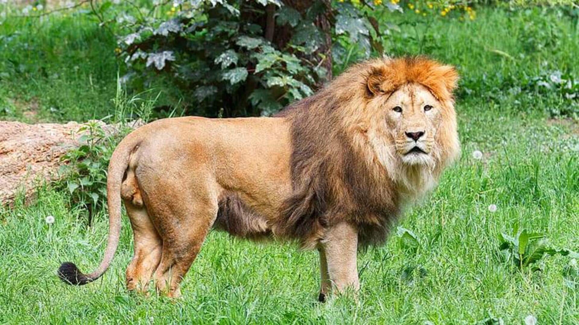 वन्यजीव अभयारण्य में जंगली जानवर मिल जाएं तो क्या करें? जानिए