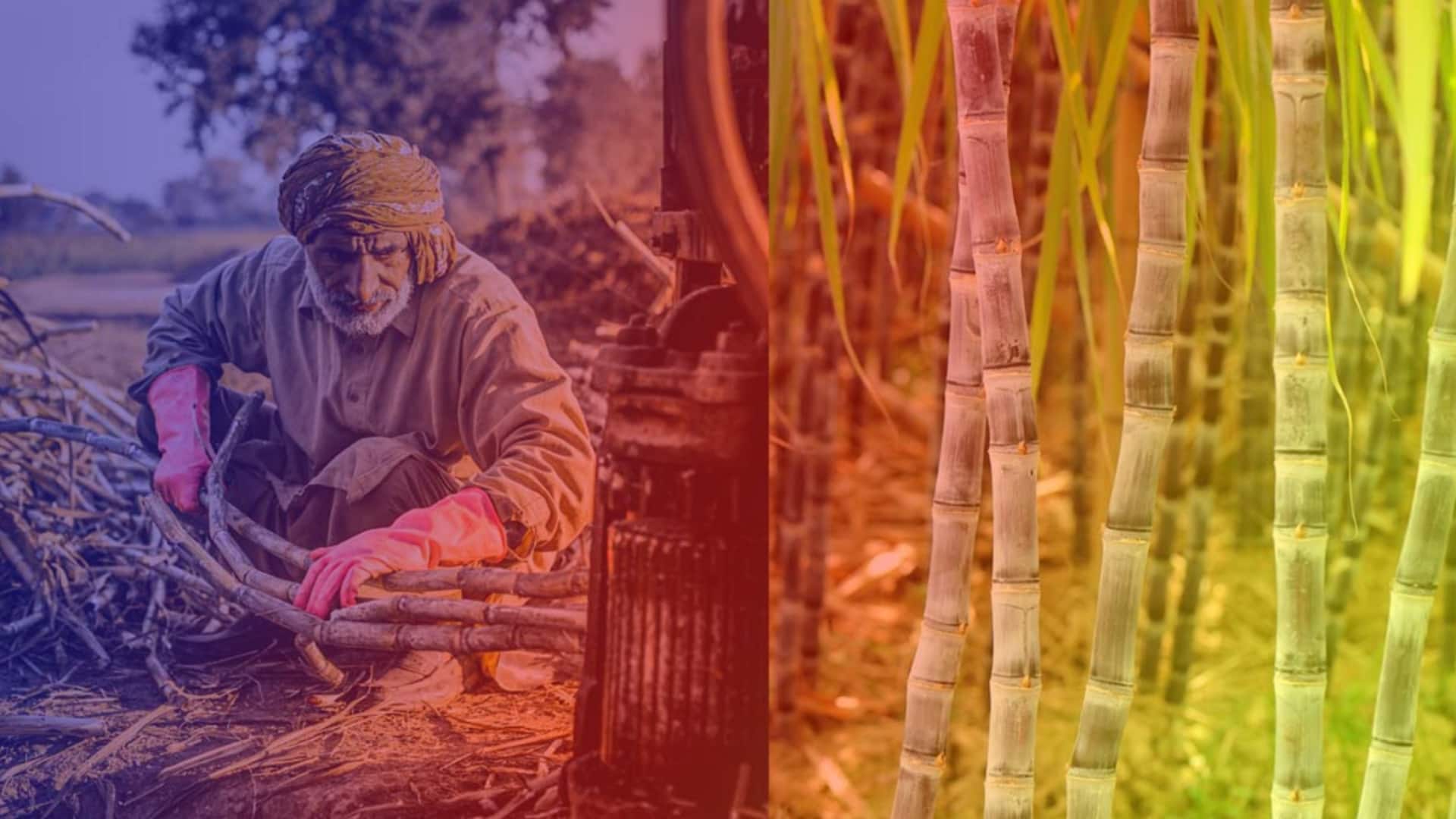 पंजाब और उत्तर प्रदेश के किसानों को गन्ने की कीमत बढ़ने से क्यों नहीं होगा फायदा?