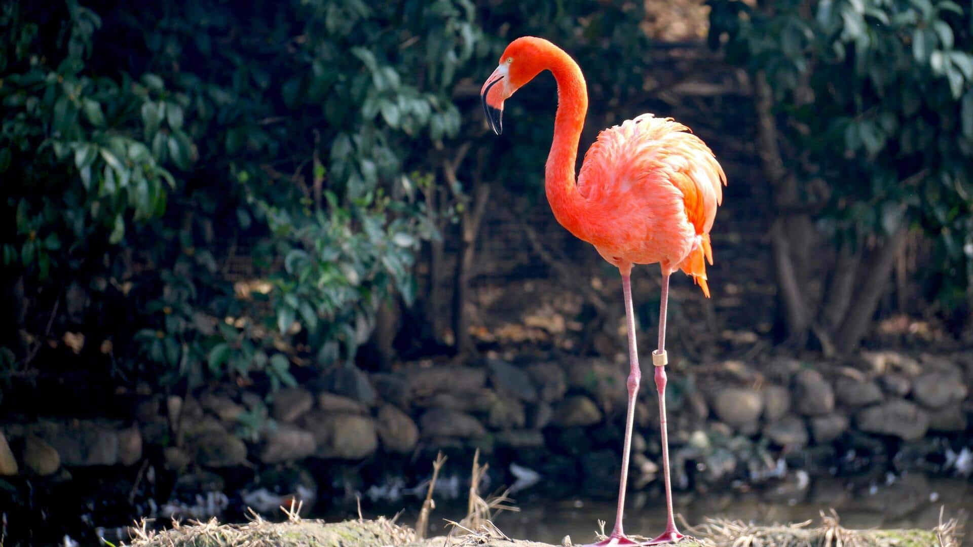 खूबसूरत पक्षी है फ्लेमिंगो, जानिए इसकी खासियत और अन्य जरूरी बातें