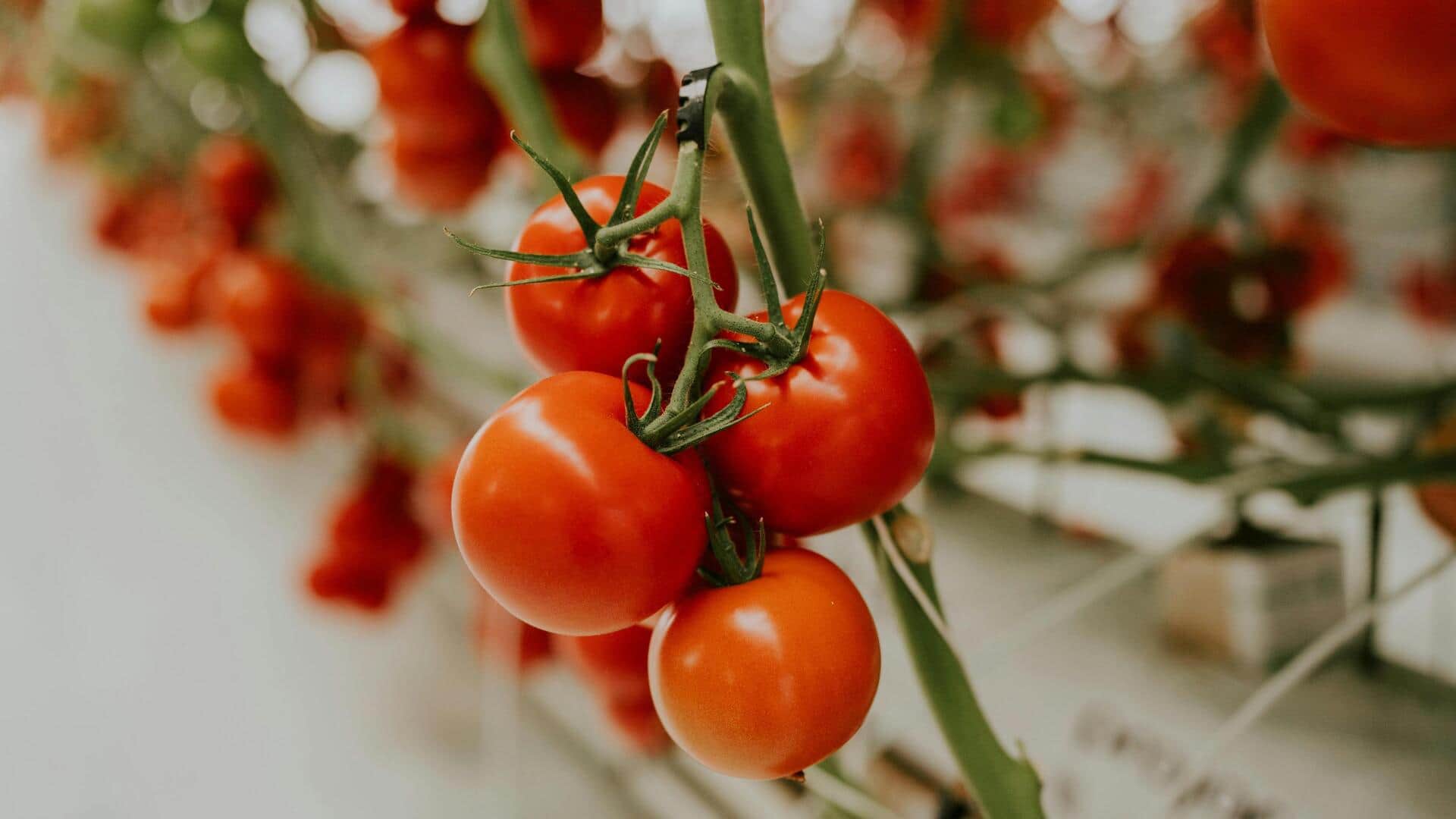 किचन गार्डन में टमाटर उगाना चाहते हैं? इन 5 बातों का रखें खास ध्यान