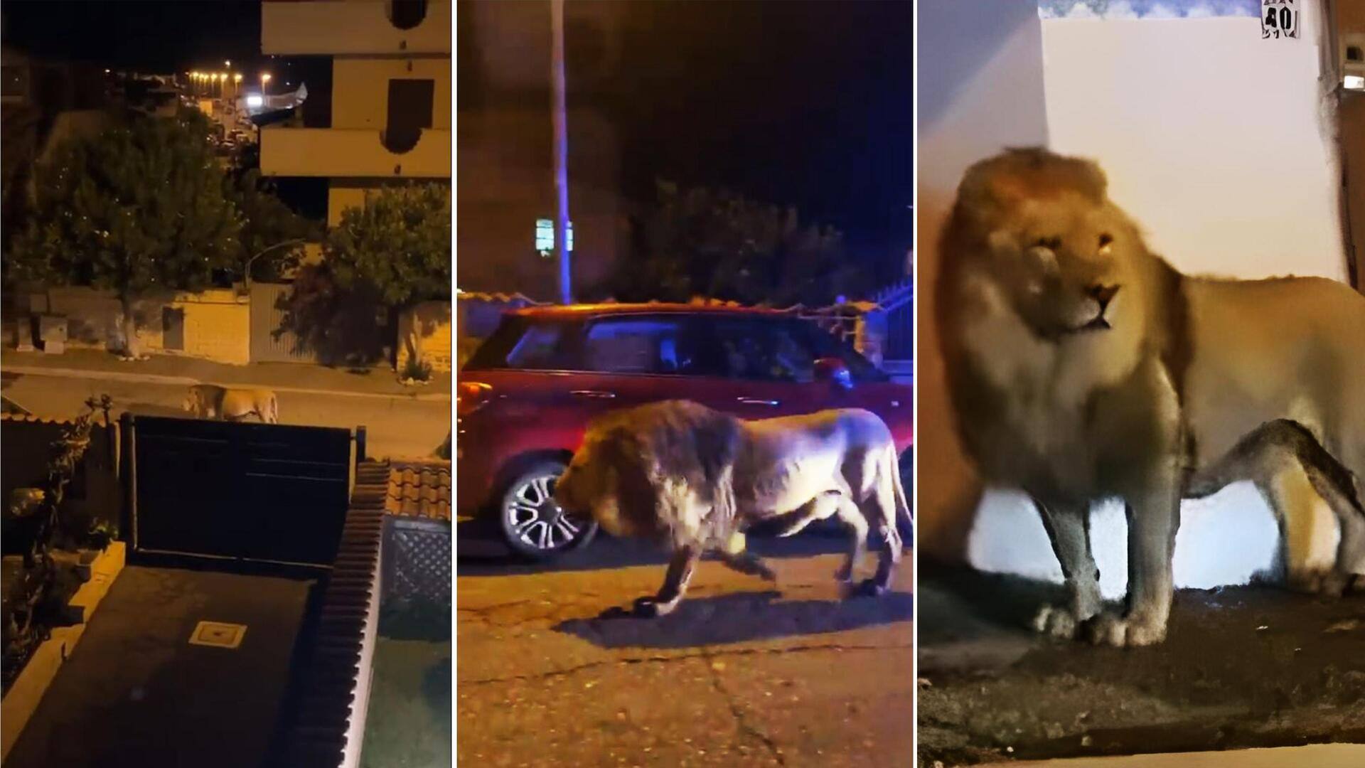 इटली: सर्कस से भागकर शहर में घुस आया शेर, डर कर लोग घरों में दुबके