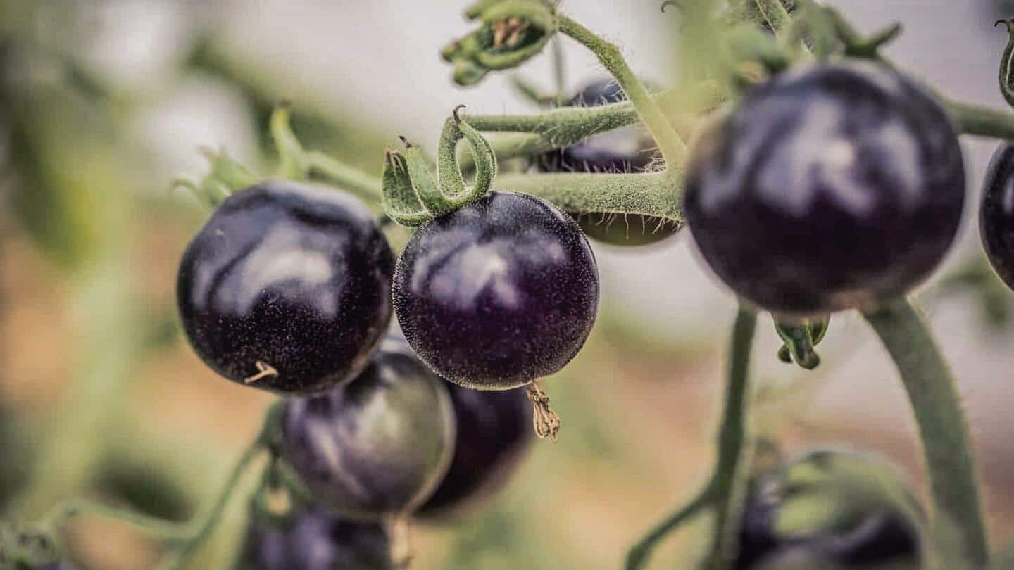 अगले साल मार्केट में दिखेंगे बैंगनी टमाटर, कैंसर रोगियों की उम्र बढ़ाने में करेगा मदद