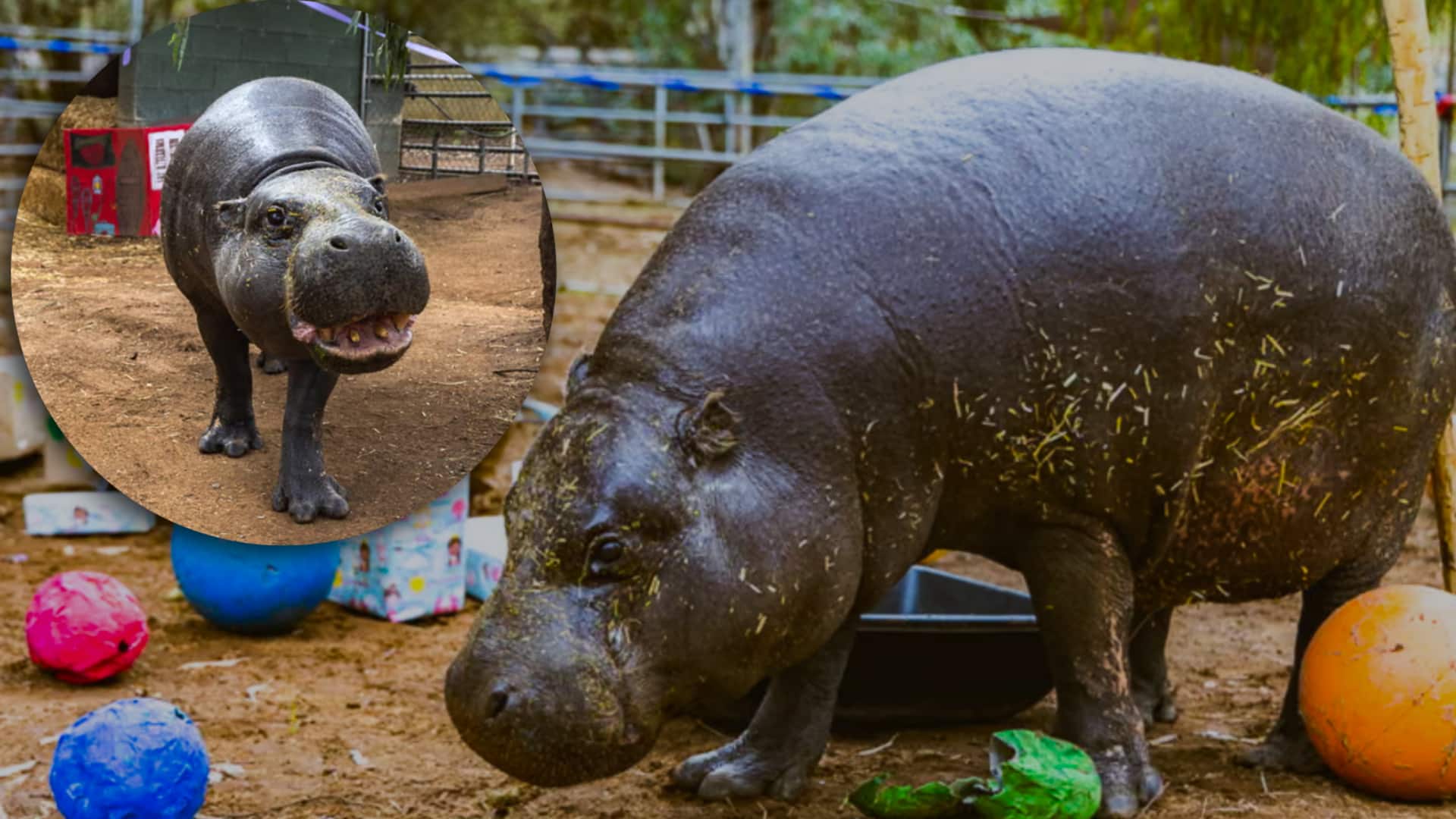 दुनिया के सबसे बुजुर्ग पिग्मी दरियाई घोड़े से मिलिए, जिसने मनाया अपना 52वां जन्मदिन 