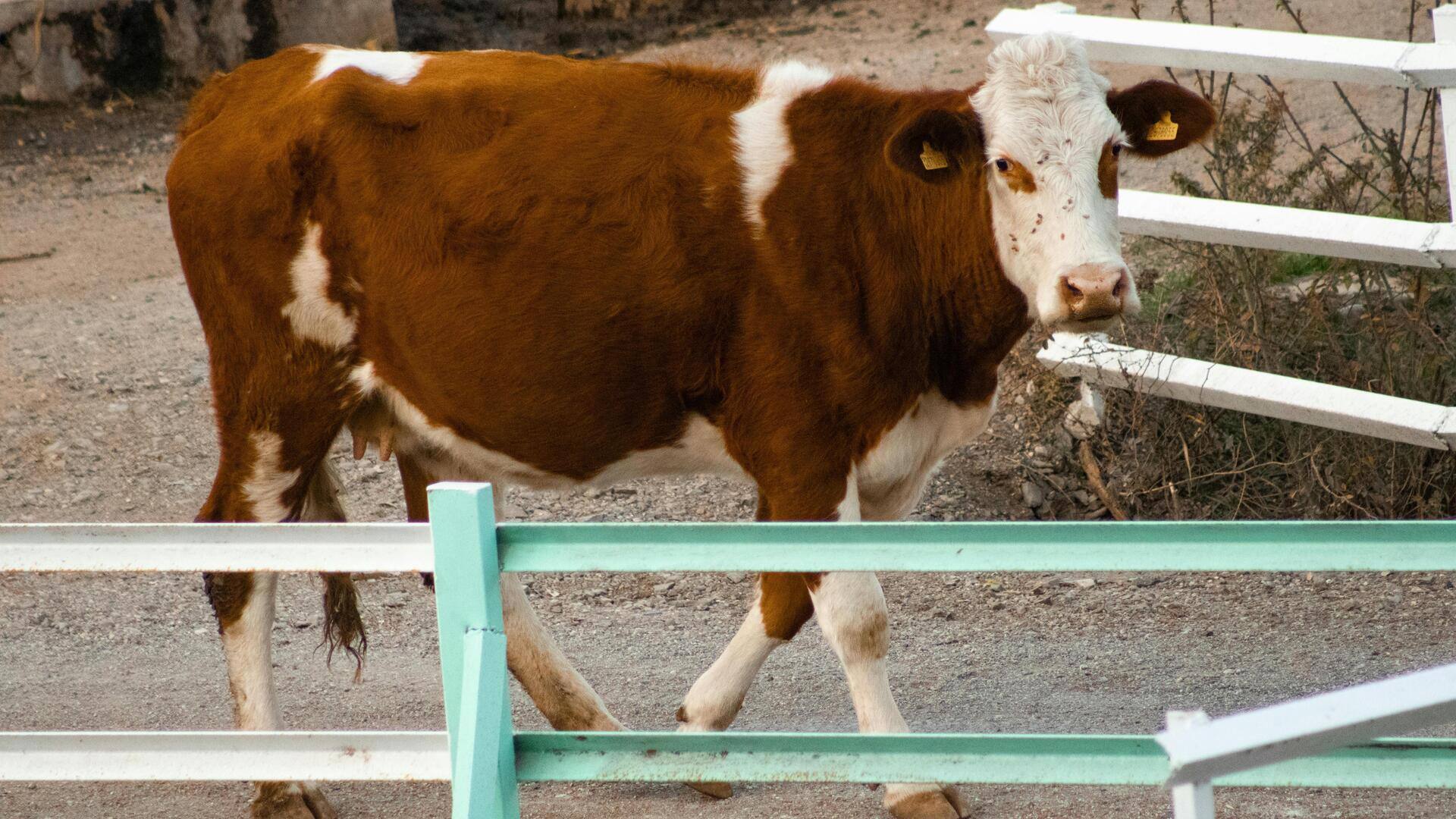 गायों को सड़क पर सुरक्षित रखने के लिए अपनाएं ये 5 तरीके, होगा फायदा