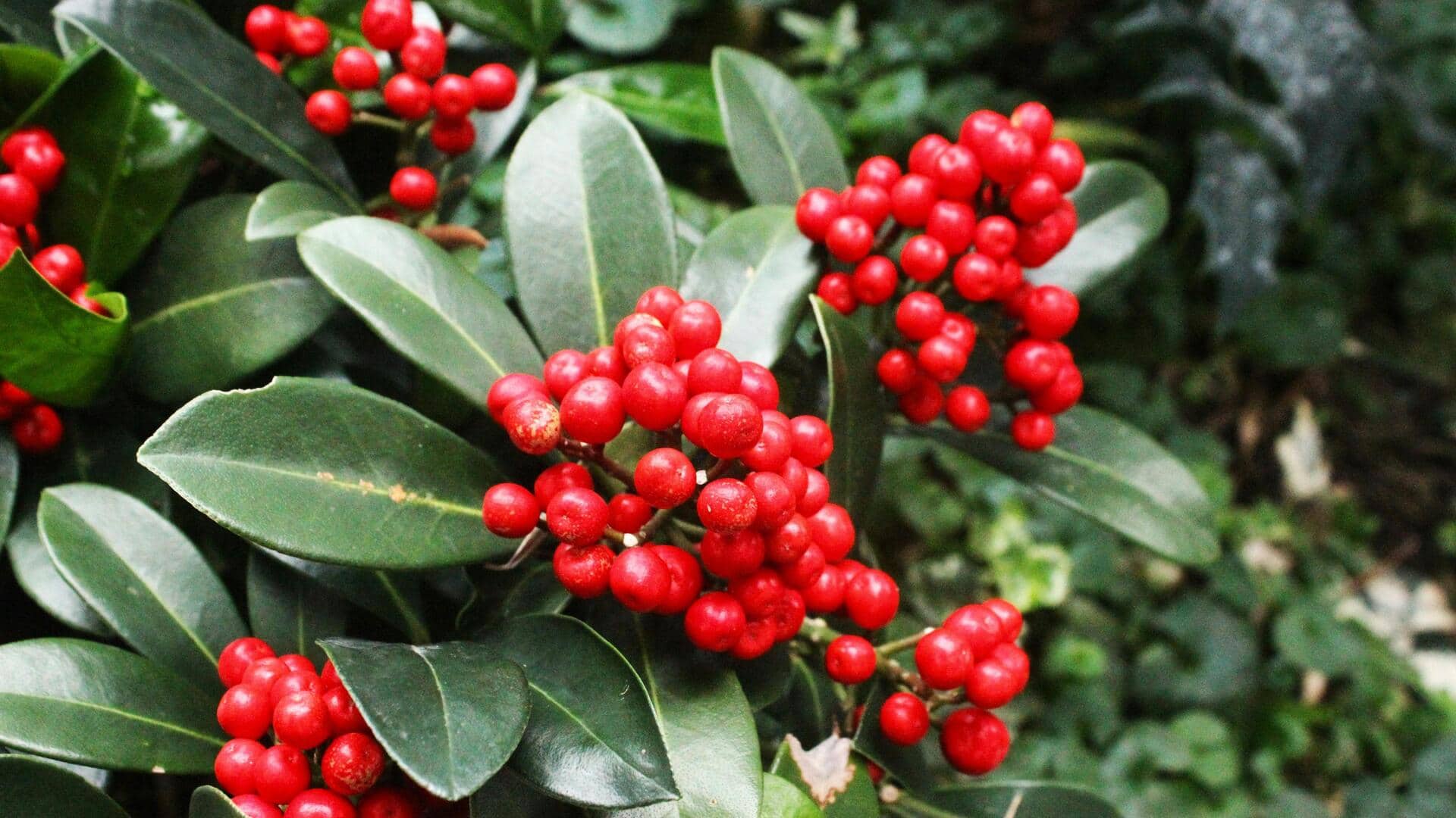 घर में जैविक बागवानी शुरू करना चाहते हैं? इन 5 बातों का रखें ध्यान