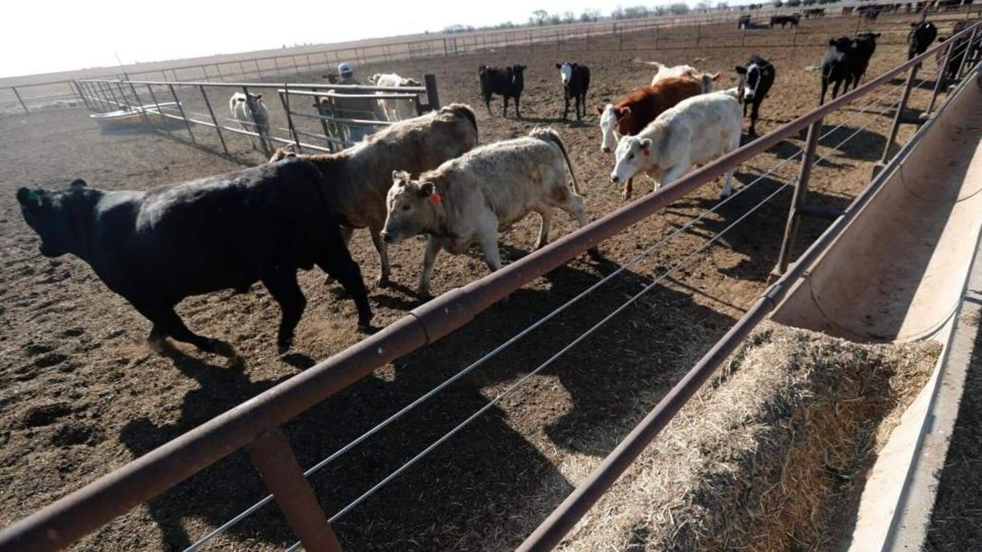 अमेरिका: टेक्सास के डेयरी फार्म में विस्फोट, 18,000 गायों की मौत