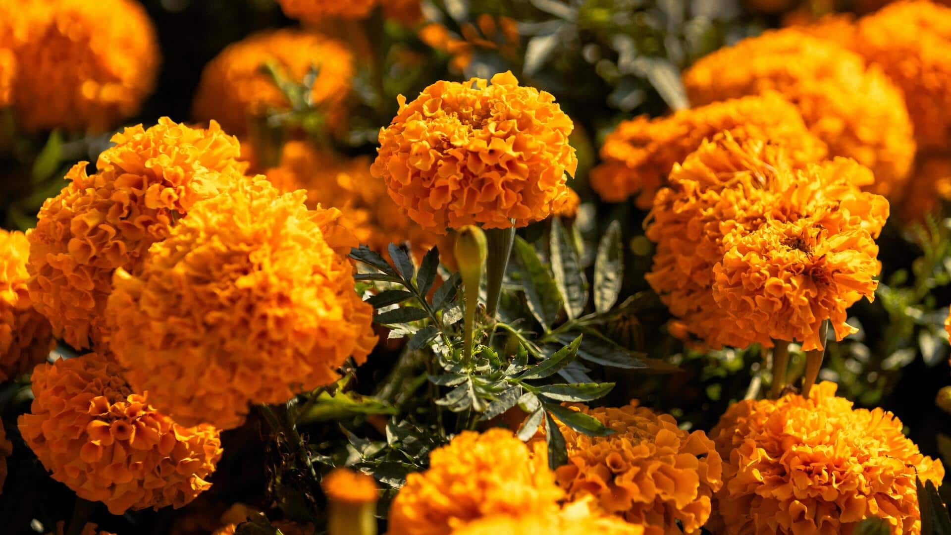 ठंड के मौसम में गेंदे के पौधे की देखभाल के लिए अपनाएं ये 5 तरीके