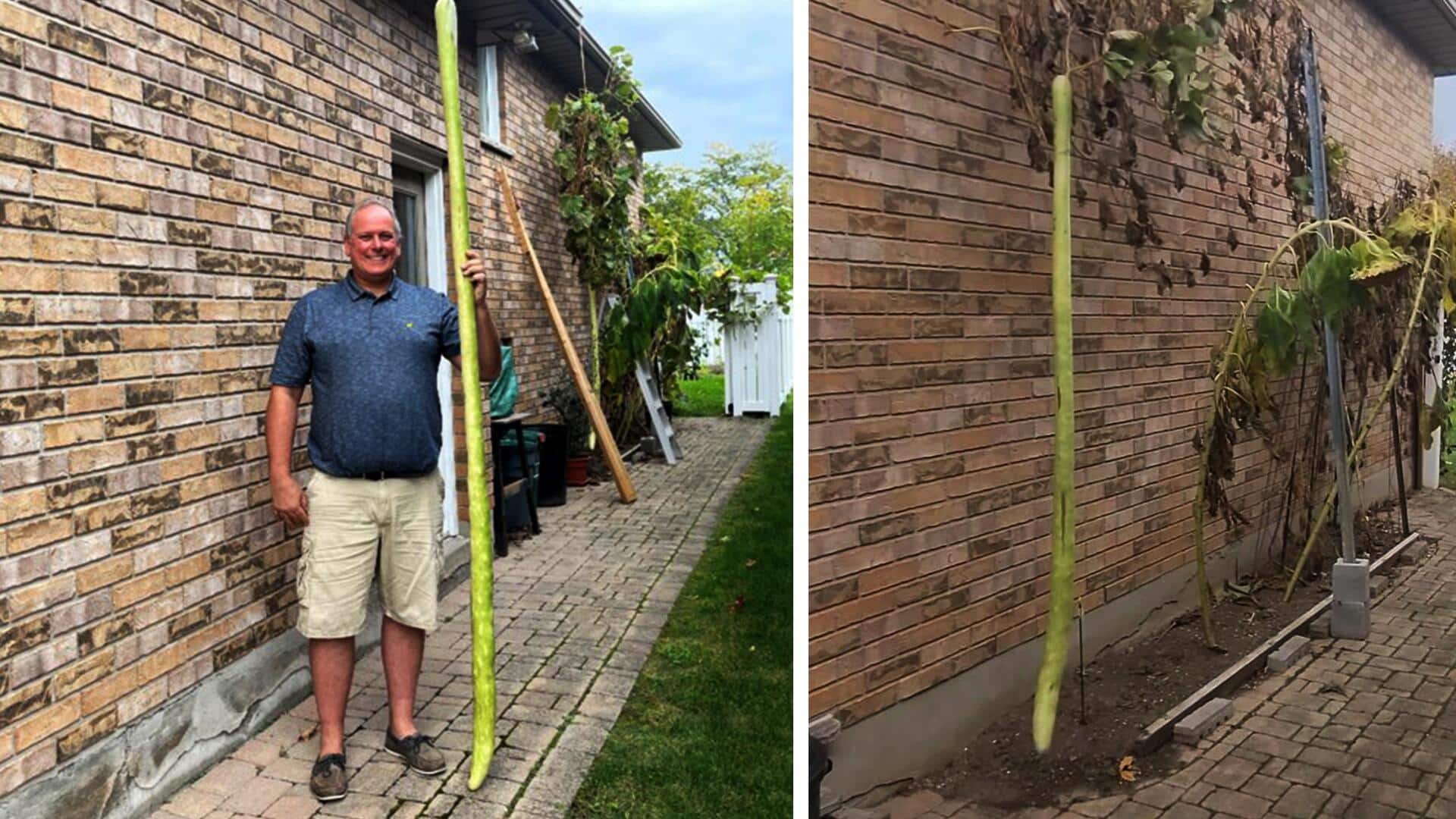 कनाडा: व्यक्ति ने उगाई 8 फुट से ज्यादा लंबी तोरई जैसी सब्जी, विश्व रिकॉर्ड टूटना तय