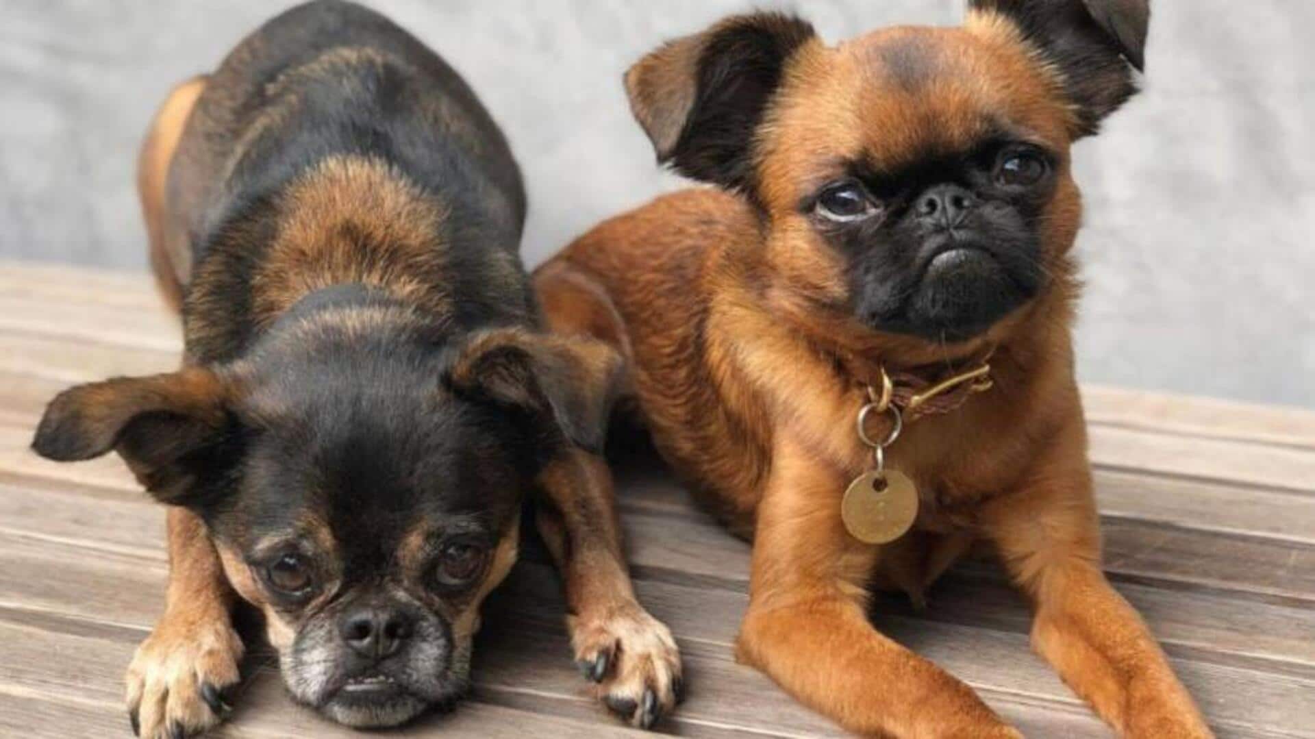 ब्रसेल्स ग्रिफॉन कुत्ते की ग्रूमिंग के लिए अपनाएं ये सरल और प्रभावी तरीके