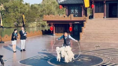 10 कुत्तों ने अपने मालिक के साथ रस्सा कूदकर बनाया विश्व रिकॉर्ड