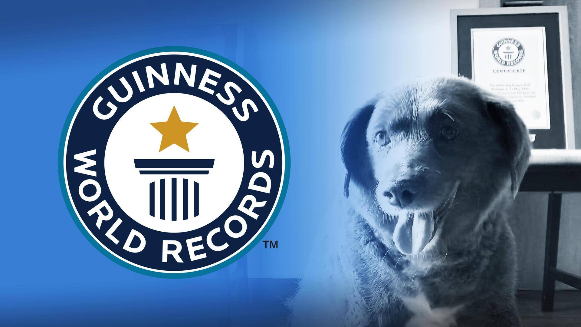 गिनीज बुक ने छीना दुनिया के सबसे उम्रदराज कुत्ते से विश्व रिकॉर्ड, यह बताई वजह