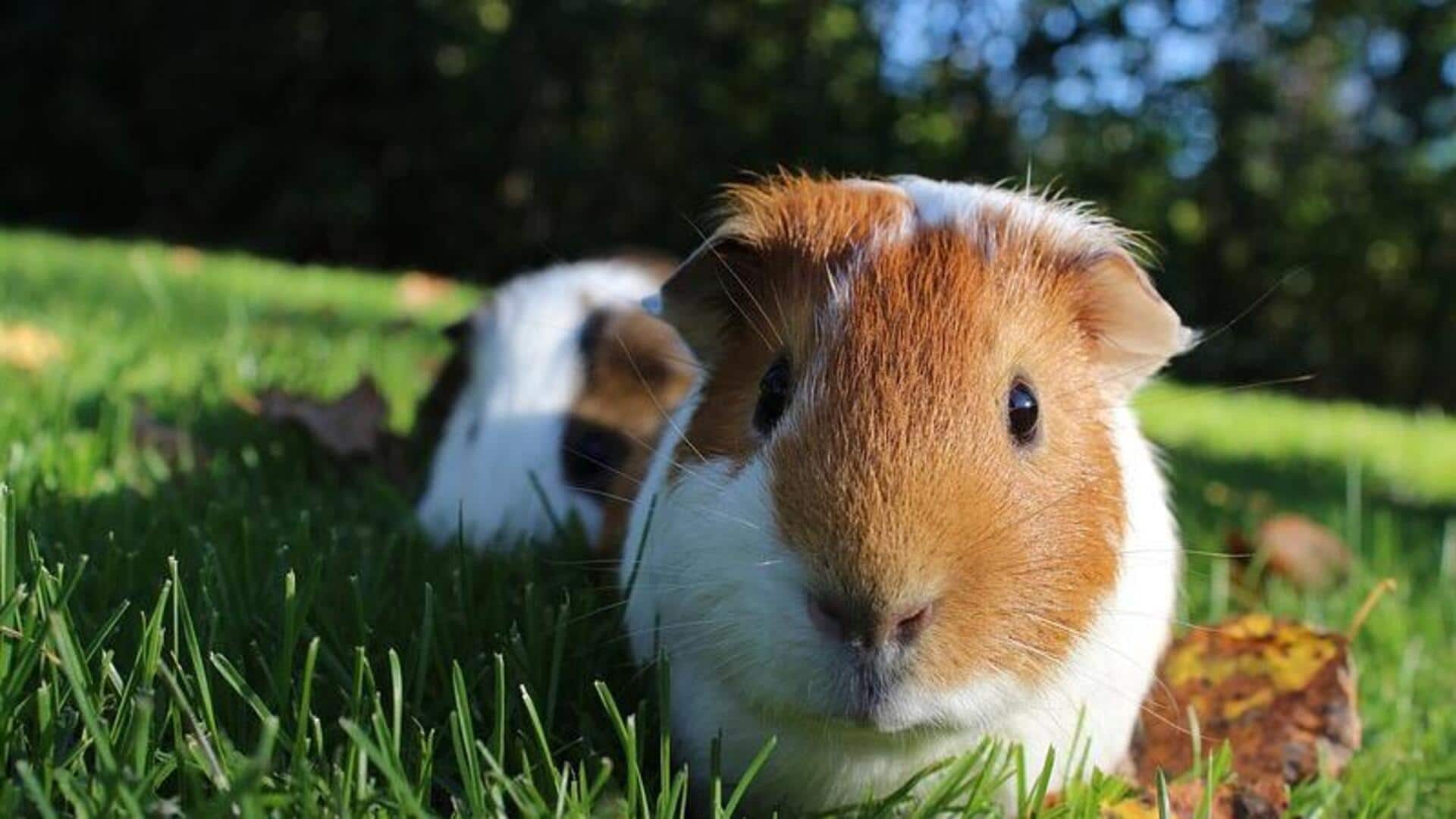 सर्दियों में गिनी पिग का इस तरह से रखें ध्यान, रहेगा स्वस्थ और खुश सर्दियों में गिनी पिग का इस तरह से रखें ध्यान, रहेगा स्वस्थ और खुश