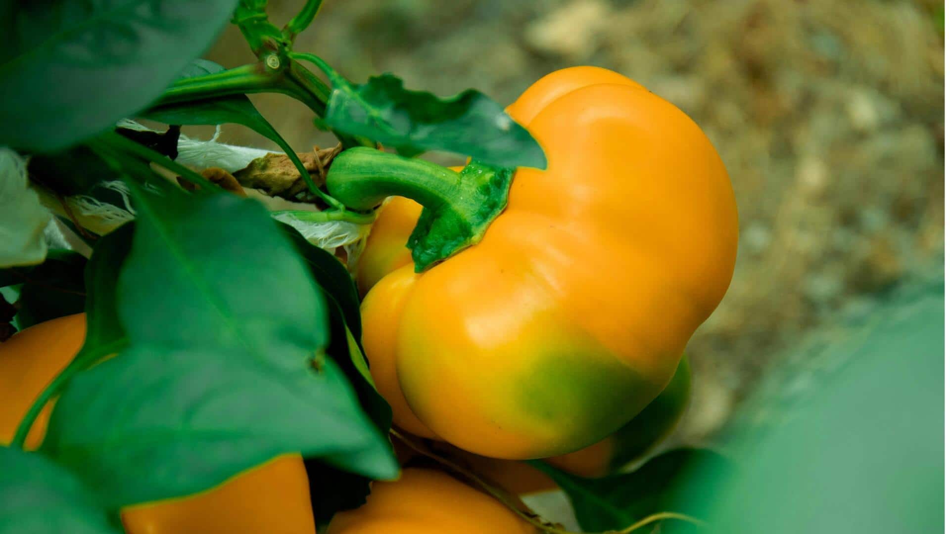 अपने किचन गार्डन में शिमला मिर्च उगाने के लिए अपनाएं ये तरीका, मिलेगी पौष्टिक सब्जी