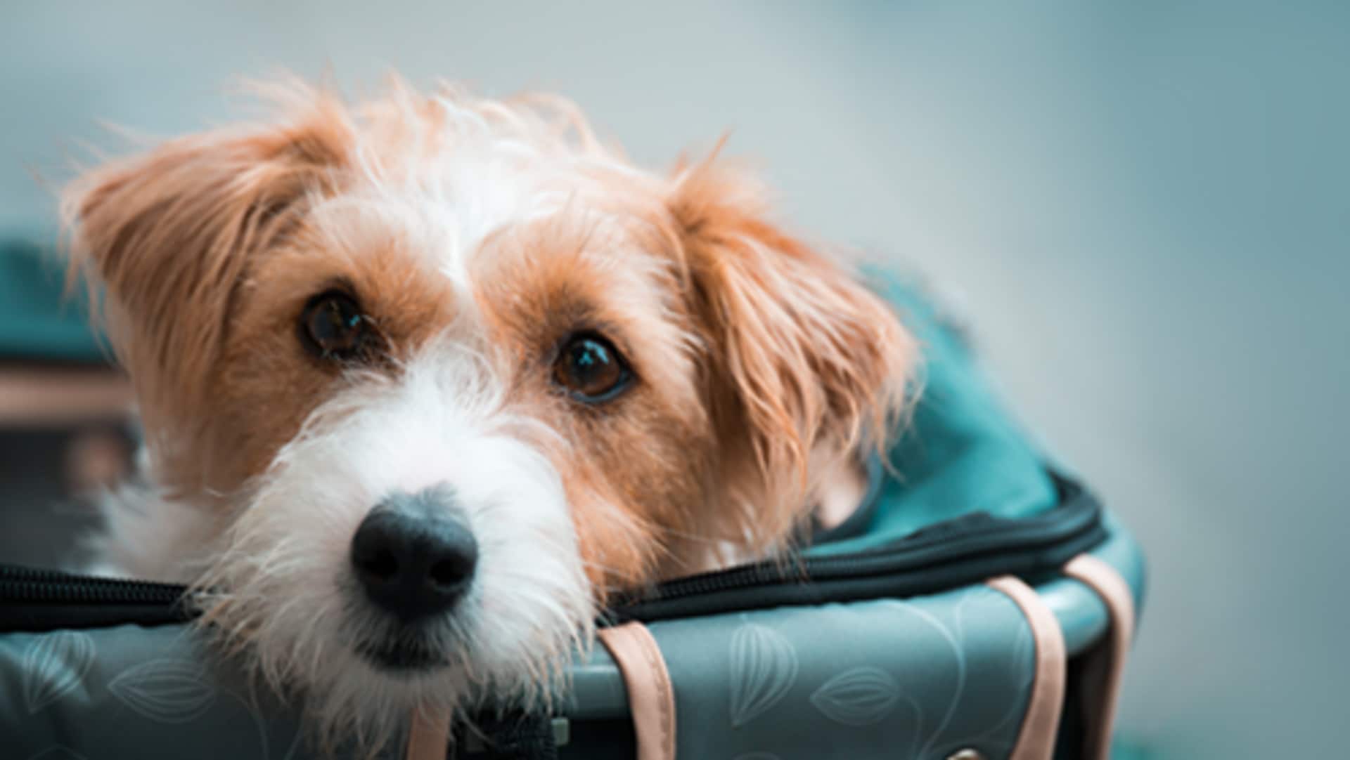 अपने पालतू जानवर के साथ यात्रा पर जा रहे हैं? इन बातों का रखें ध्यान