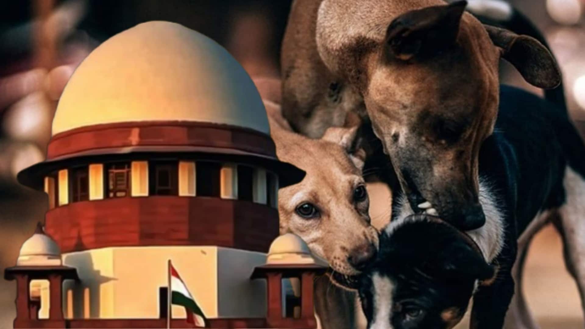 नसबंदी और टीकाकरण के बाद छोड़े जाएंंगे आवारा कुत्ते, सुप्रीम कोर्ट का बड़ा आदेश